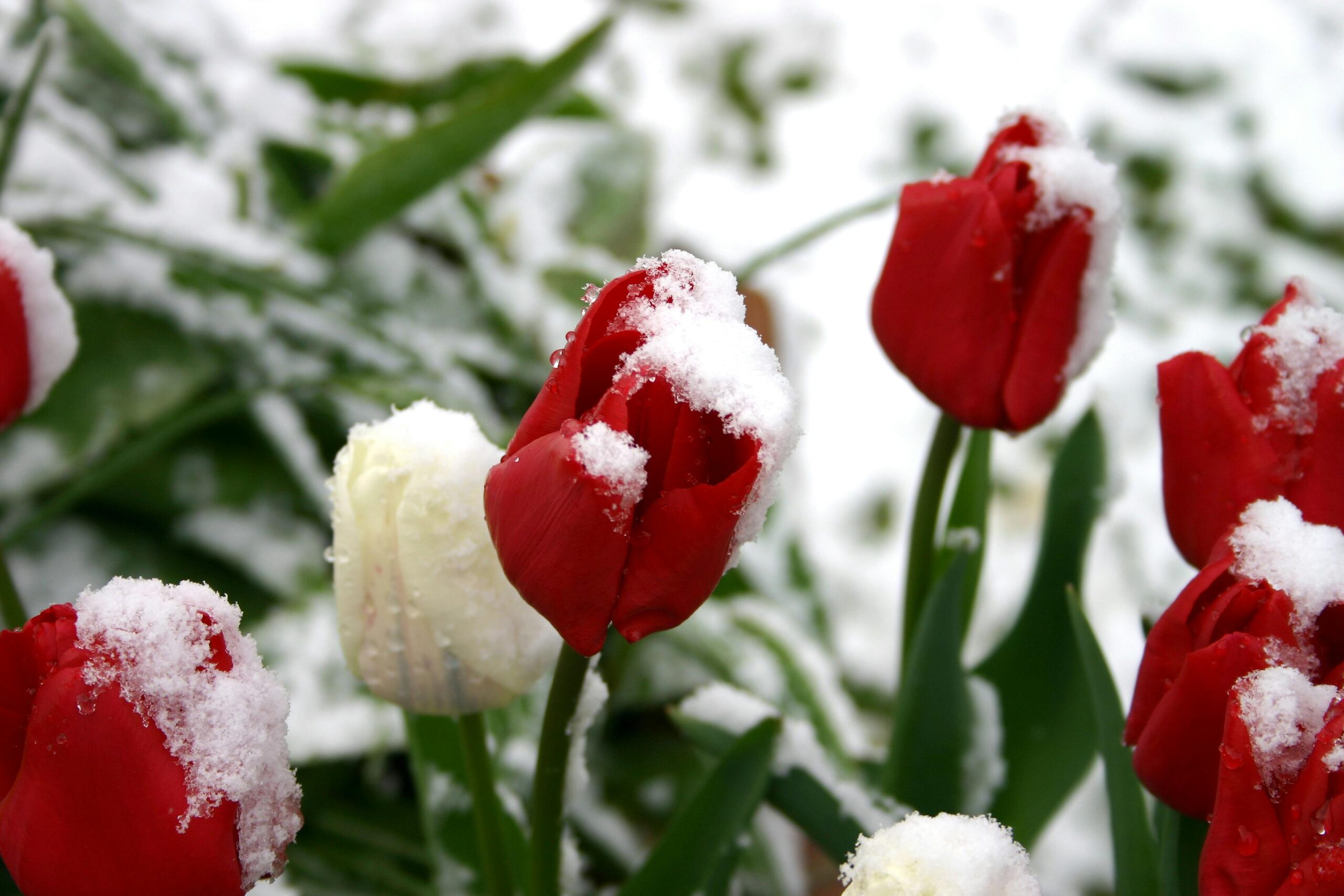 A close-up of vibrant red tulips enveloped in fresh snow, symbolizing the crossroad of winter and spring.